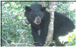 Abundant wildlife is there for you to view, like this black bear